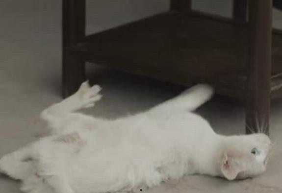 给猫咪打针视频,专业兽医操作教学