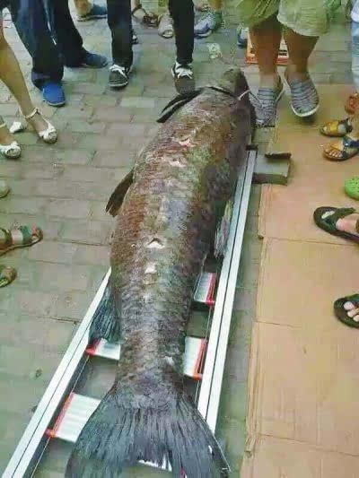 青鱼视频成人,探索成人生涯的精彩瞬间