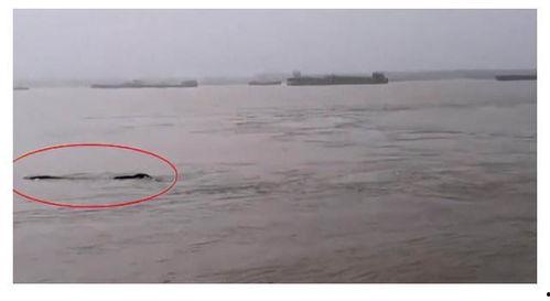 中国水怪视频,中国水怪视频揭秘