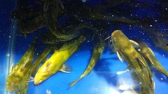 鱼怎么繁殖视频